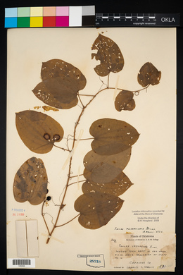 Smilax pulverulenta image