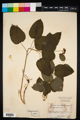 Smilax pulverulenta image