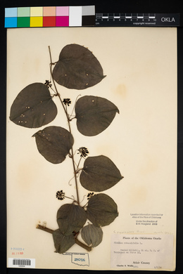 Smilax pulverulenta image