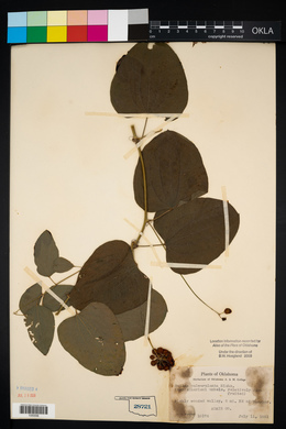 Smilax pulverulenta image