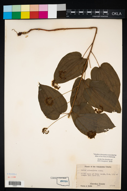 Smilax pulverulenta image