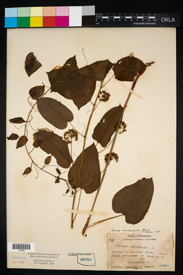 Smilax pulverulenta image