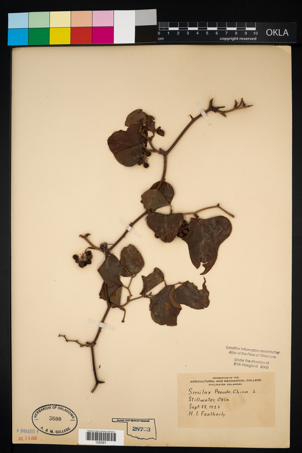 Smilax pseudochina image