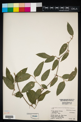 Smilax smallii image