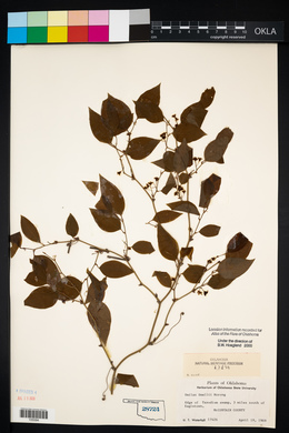 Smilax smallii image