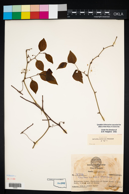 Smilax smallii image
