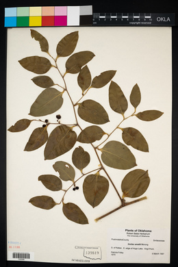 Smilax smallii image