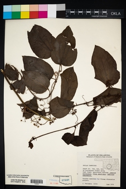 Smilax tamnoides image