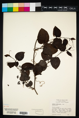 Smilax tamnoides image