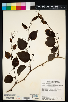 Smilax tamnoides image