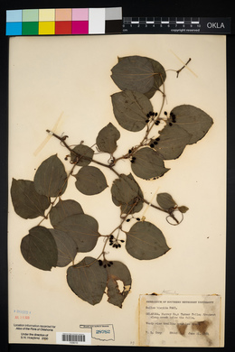 Smilax tamnoides image