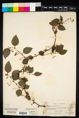 Smilax tamnoides image