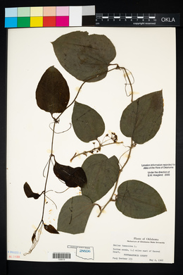 Smilax tamnoides image