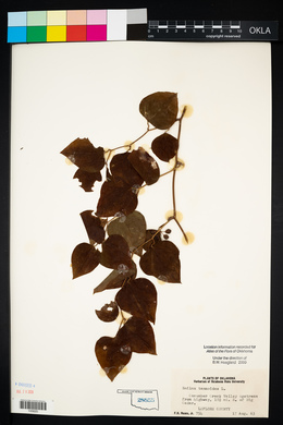 Smilax tamnoides image