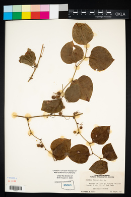 Smilax tamnoides image