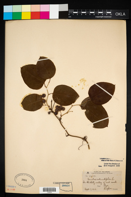 Smilax tamnoides image