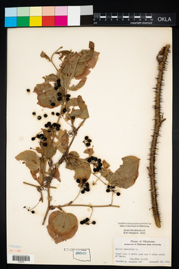 Smilax tamnoides image