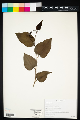 Smilax tamnoides image