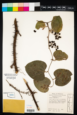 Smilax tamnoides image