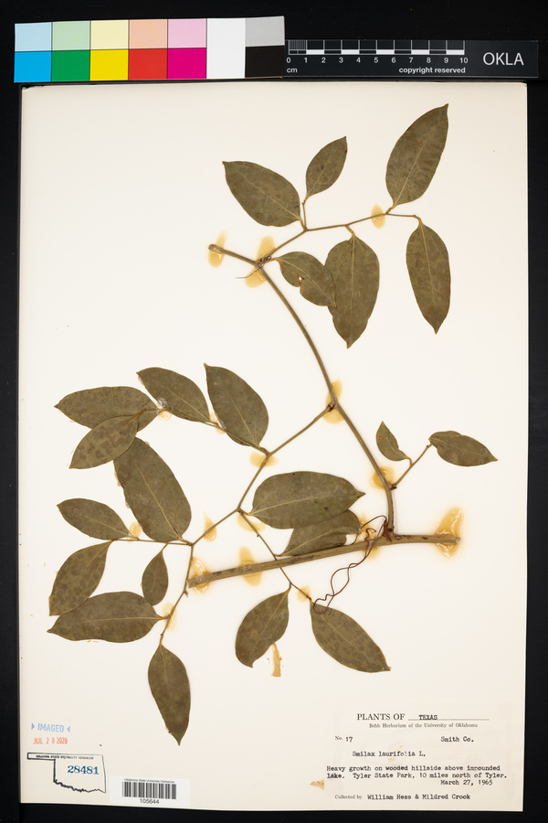 Smilax laurifolia image