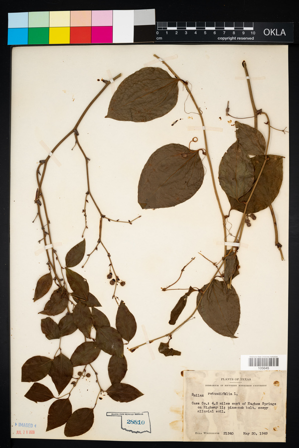 Smilax rotundifolia image