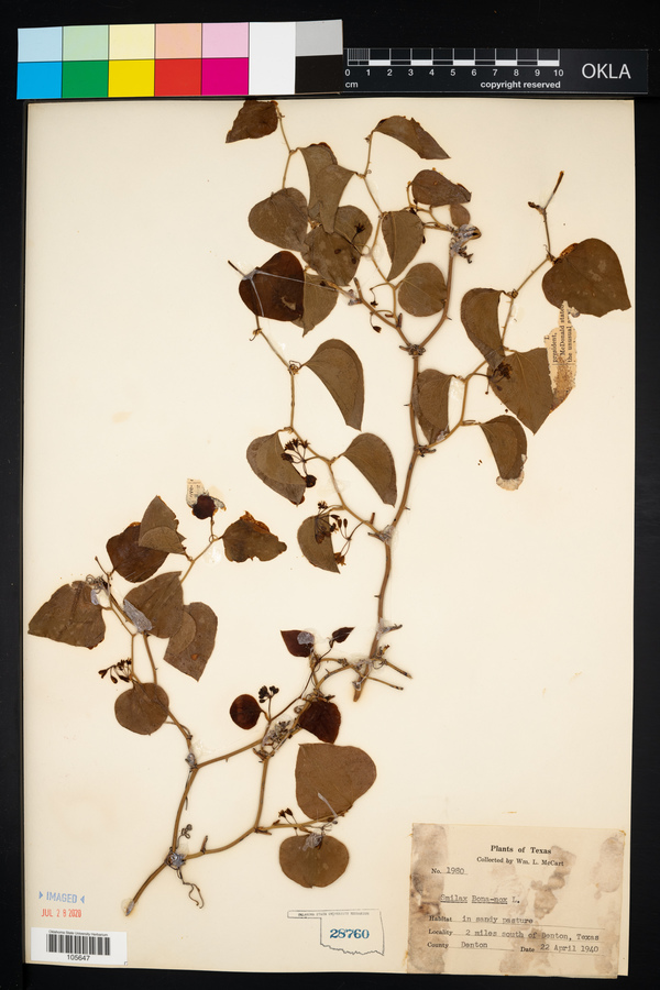 Smilax bona-nox image