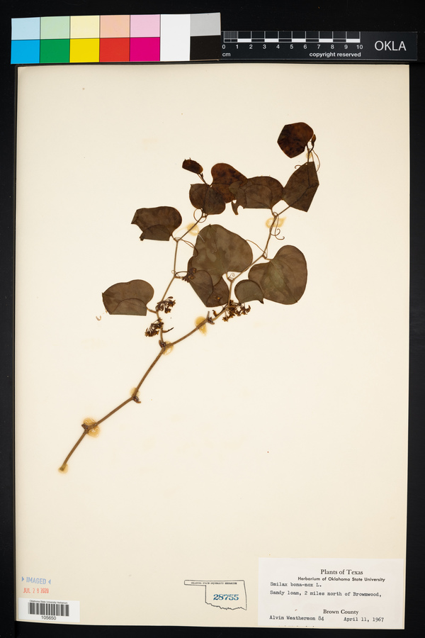 Smilax bona-nox image