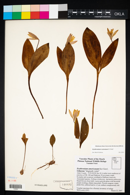 Erythronium rostratum image