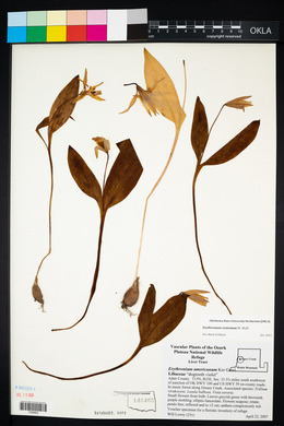 Erythronium rostratum image