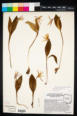 Erythronium rostratum image