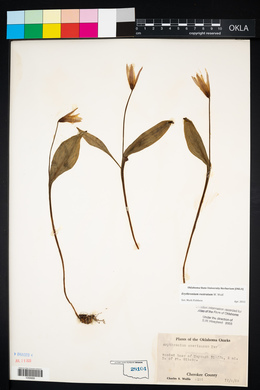 Erythronium rostratum image