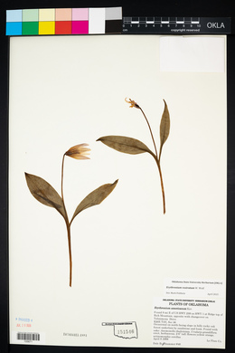 Erythronium rostratum image