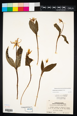 Erythronium rostratum image