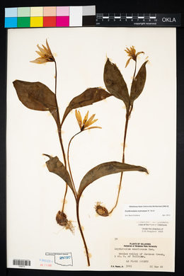 Erythronium rostratum image