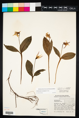 Erythronium rostratum image