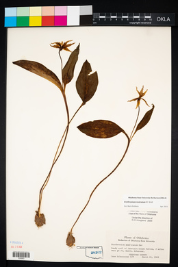 Erythronium rostratum image