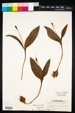 Erythronium albidum image