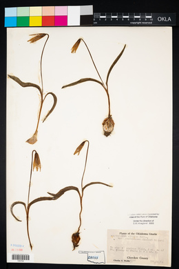 Erythronium mesochoreum image