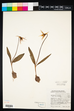 Erythronium albidum image