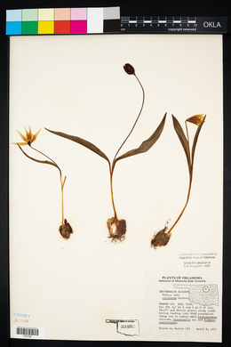 Erythronium mesochoreum image