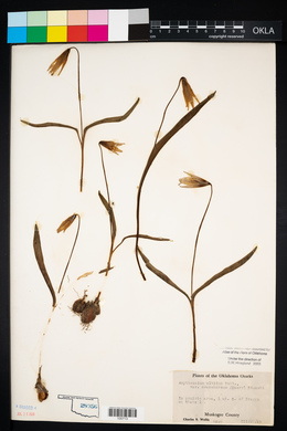 Erythronium mesochoreum image