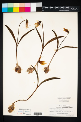 Erythronium mesochoreum image