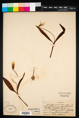 Erythronium mesochoreum image