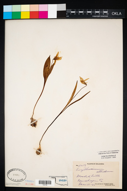 Erythronium albidum image