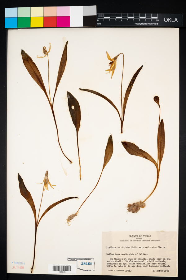 Erythronium albidum var. coloratum image