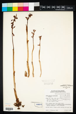 Corallorhiza wisteriana image