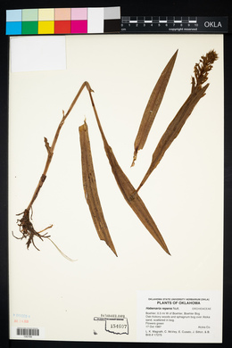 Habenaria repens image