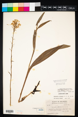 Platanthera ciliaris image