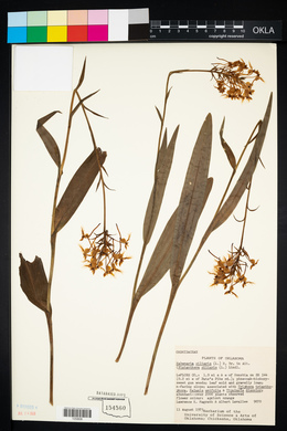 Platanthera ciliaris image