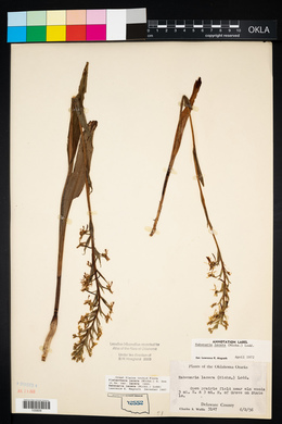 Platanthera lacera var. lacera image